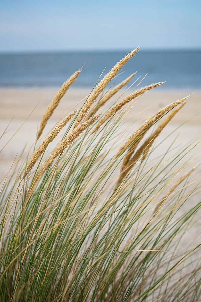 Beachfront Charms