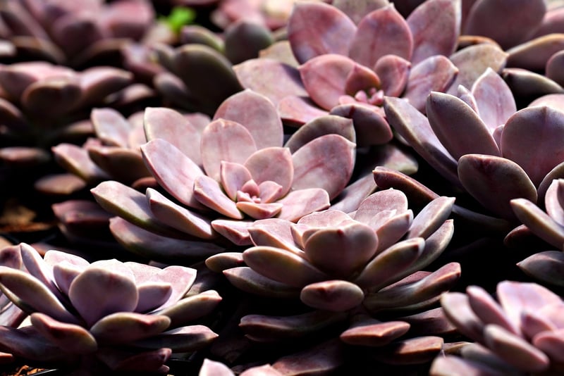 Mini Succulents